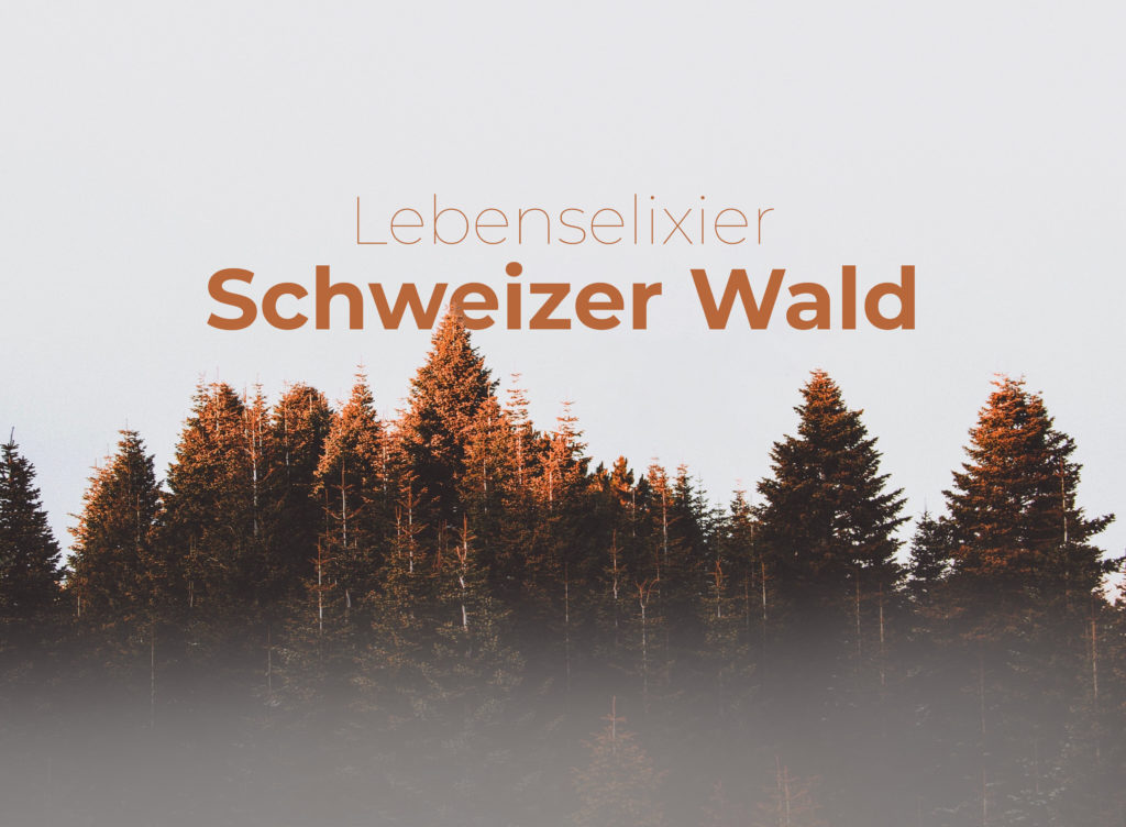 Lebenselexier Schweizer Wald